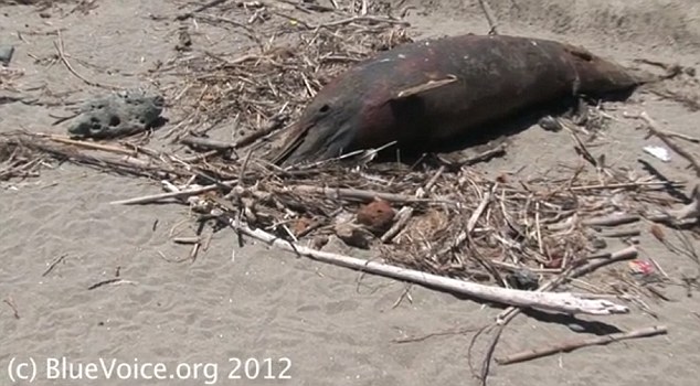 Tragic: Thousands of dead dolphins have been washed up since the beginning of the year